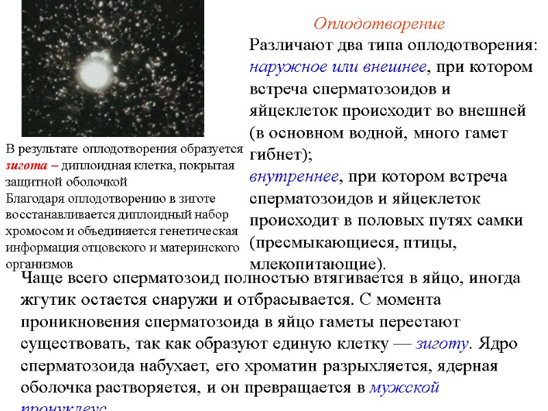 Оплодотворение Различают два типа оплодотворения: наружное или внешнее, при котором встреча сперматозоидов и Оплодотворение Различают два типа оплодотворения: наружное или внешнее, при котором встреча сперматозоидов и